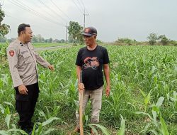 Polsek Tarik Optimalisasi Pengelolahan Lahan Jagung untuk Ketahanan Pangan
