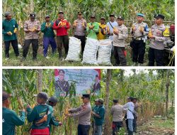 Polisi dan Kelompok Tani Banyuwangi Panen Jagung Wujudkan Ketahanan Pangan