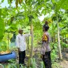 Personel Polsek Taman Tinjau Pekarangan Pohon Pisang dan Pepaya Dukung Ketahanan Pangan