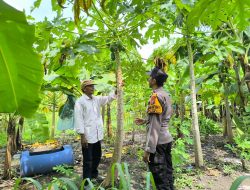 Personel Polsek Taman Tinjau Pekarangan Pohon Pisang dan Pepaya Dukung Ketahanan Pangan