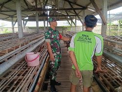 Babinsa Koramil 0817/09 Balongpanggang Laksanakan Komsos di Peternakan Ayam Petelur