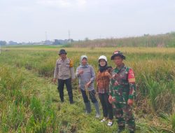 Kolaborasi Siapkan Lahan Tanam Padi Kuatkan Swasembada Pangan