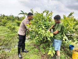 Polsek Taman Pantau Tanaman Hortikultura untuk Hasil Optimal