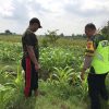 Bhabinkamtibmas Semambung Bersama Kelompok Tani Tinjau Perkembangan Tanaman Jagung