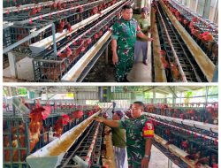 Babinsa Manyar Dampingi Peternak Ayam Petelur Desa Banjarsari