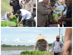 Nganjuk Dukung Swasembada Pangan Lewat Gerakan Tanam Padi Serentak