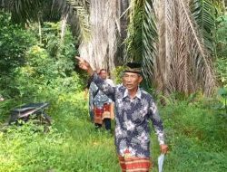 Tidak Punya HGU PTPN 1 Regional 7 Diduga Telah Menguasai Tanah Ulayat Tiuh Halangan Khatu