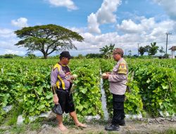 Pemantauan Tanaman Melon, Polres Nganjuk Dukung Ketahanan Pangan di Wilangan