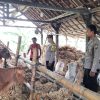 Manfaatkan Pekarangan, Polsek Patianrowo Dorong Ketahanan Pangan Lewat Peternakan Sapi