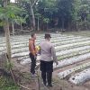 Polsek Patianrowo Dukung Ketahanan Pangan Lewat Pemanfaatan Lahan Pekarangan