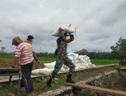 Di Tengah Bencana, Babinsa Tetap Jaga Lumbung Pangan Rakyat Trenggalek