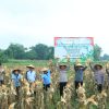 Dukung Ketahanan Pangan, Polres Bangkalan Bersama 3 Pilar Panen Jagung Tahap Kedua