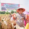 Gelorakan Swasembada Pangan Kapolres Jember Ikut Panen Raya dan Tanam Jagung di Lojejer