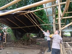 Tegas Berantas Perjudian Polisi Bongkar Lima Arena Sabung Ayam di Jember