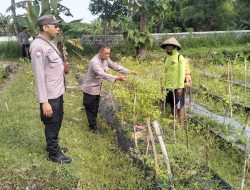 Optimalisasi Lahan Sela, Polsek Rejoso Dorong Ketahanan Pangan di Desa Talang