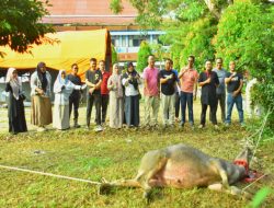 Rayakan Idul Adha 1446 H, Kepala BPKSDM Kab Kampar Sembelih 1 Ekor Kerbau.