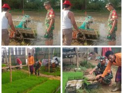 BABINSA KORAMIL 0829-06/TANAH MERAH DAMPINGI PETANI TANAM PADI DI DESA KENDABAN