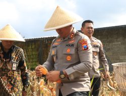 Polres Malang Panen Raya Jagung Dukung Ketahanan Pangan Nasional