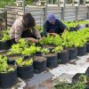 Pomosda Dukung Ketahanan Pangan Lewat Pemanfaatan Lahan Pekarangan