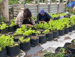 Pomosda Dukung Ketahanan Pangan Lewat Pemanfaatan Lahan Pekarangan
