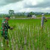 Dorong Peningkatan Produksi Pertanian, Serma Eko Dampingi Petani Menyiangi Padi