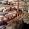 Polsek Loceret Dukung Warga Ngepeh Kembangkan Ternak Ayam Petelur