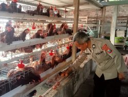 Polsek Loceret Dukung Warga Ngepeh Kembangkan Ternak Ayam Petelur