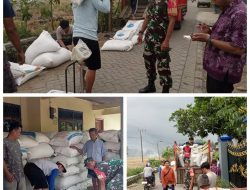 Babinsa Trenggalek Dampingi Penyerapan 16 Ton Gabah, TNI Konsisten Jaga Swasembada Pangan