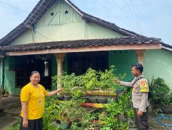 Panen Cabai dari Pekarangan, Warga Ngepeh Tuai Manfaat Ekonomi