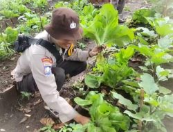 Pekarangan Bergizi Binaan Pak Bhabin Jadi Wisata Pasar Tangguh: Sensasi Petik Sawi di KTS Karangrejo Jember