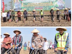 Dukung Ketahanan Pangan Nasional, Polres Lamongan Tanam Jagung di Lahan Baku Desa Kedali