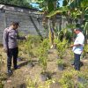 Optimalkan Pekarangan, Warga Sugihwaras Tanam Cabe Dukung Ketahanan Pangan