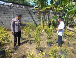 Optimalkan Pekarangan, Warga Sugihwaras Tanam Cabe Dukung Ketahanan Pangan