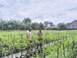 Tanam Cabai Bernilai Ekonomi Tinggi, Warga Prayungan Dukung Ketahanan Pangan