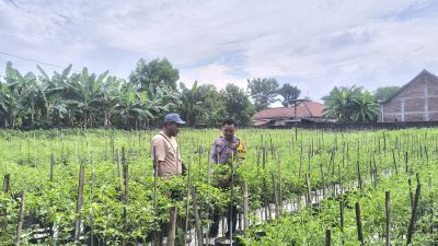 Tanam Cabai Bernilai Ekonomi Tinggi, Warga Prayungan Dukung Ketahanan Pangan
