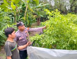 Bhabinkamtibmas Nglinggo Dukung Ketahanan Pangan Lewat Budidaya Cabai Merah