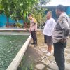 Budidaya Ikan Nila, Upaya Bhabinkamtibmas dan Warga Pehserut Dukung Ketahanan Pangan