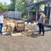 Bhabinkamtibmas Prambon Dampingi Peternak Kambing, Dorong Ketahanan Pangan dan Ekonomi Keluarga