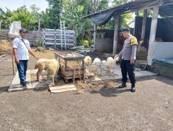 Bhabinkamtibmas Prambon Dampingi Peternak Kambing, Dorong Ketahanan Pangan dan Ekonomi Keluarga