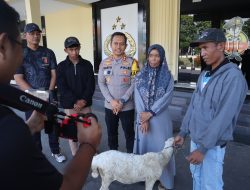 Polres Bondowoso Amankan Tersangka Curwan, Barang Bukti Kambing Diserahkan Kembali ke Pemilik