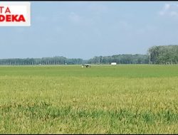 Warga Desa Lubuk Seberuk Hampir Panen, Karena Padi Mereka Sudah Berbuah