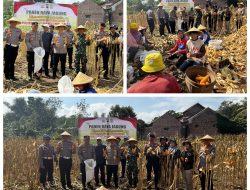 Menuju Swasembada Pangan, Kapolres Trenggalek Bersama Warga Panen Raya Jagung