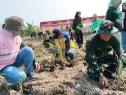 Tanggul Kuat – Cegah Banjir. Danramil Benjeng Turut Serta Tanam Rumput Vertiver di Sepanjang Sungai Lamong