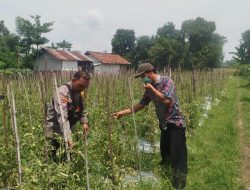 Bhabinkamtibmas Polsek Baron Dampingi Petani Manfaatkan Lahan Sela untuk Tanaman Terong