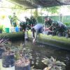 Kodim 0829/Bangkalan melaksanakan kegiatan budidaya ikan Nila Bersama Dinas Pertanian
