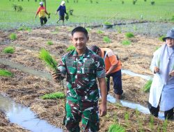 Dandim 0806/Trenggalek Menyatu dengan Petani: Tanam Padi Metode TOT di Kampak