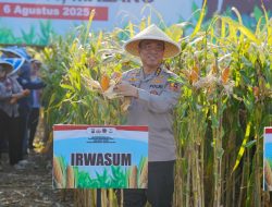 Panen Raya Jagung di Malang, Wujud Nyata Komitmen Polri dalam Ketahanan Pangan Nasional