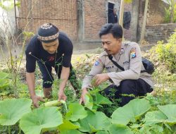 Lahan Sela Dimanfaatkan untuk Tanam Labu Putih dan Sayuran di Demangan