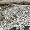 Tangkap Ikan Pakai Racun Bisa Terancam Pidana 6 Tahun Penjara