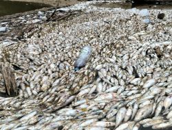 Tangkap Ikan Pakai Racun Bisa Terancam Pidana 6 Tahun Penjara